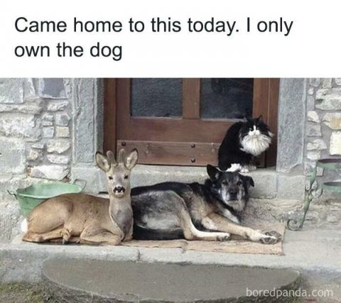 Zoo, Kangaroo, Canine. Text: Came home to this today. I only own the dog boredpanda.com