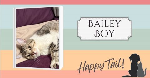 Cat, Kitten, Dog. Text: BAILEY BOY Happy Tail!