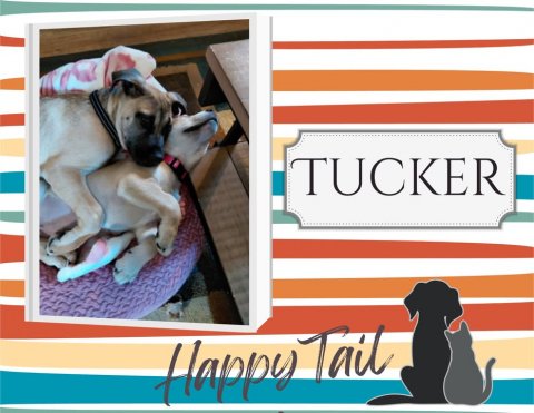 Canine, Dog, Pet. Text: TUCKER Happy Tail