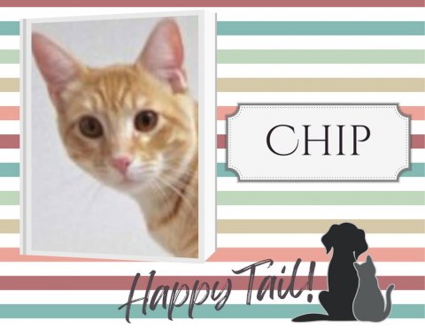 Cat, Pet, Dog. Text: CHIP Happy Tail!