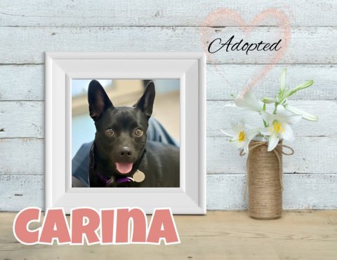 Greeting Card, Dog, Flower. Text: Adopted CARINA