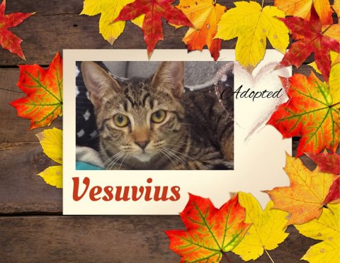 Leaf, Tree, Cat. Text: Adopted Vesuvius