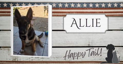 Canine, Dog, German Shepherd. Text: ALLIE Happy Tail!