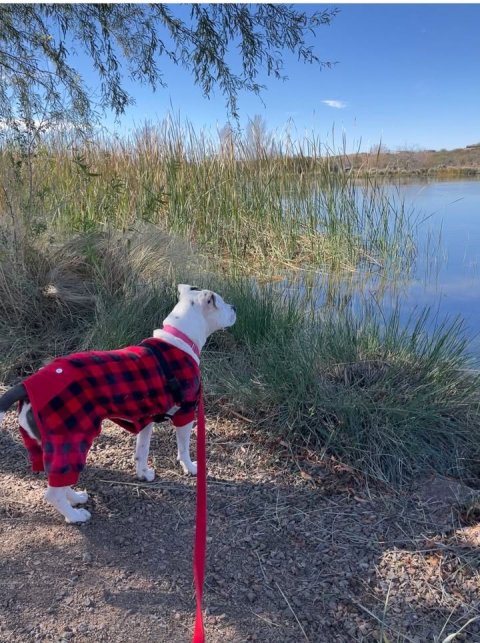 Canine, Dog, Outdoors.