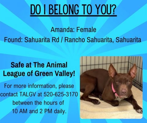 Canine, Dog, Chihuahua. Text: Amanda: Female Found: Sahuarita Rd / Rancho Sahuarita, Sahuarita Safe at The Animal League of Green Valley! For more information, please contact TALGV at 520-625-3170 between the hours of 10 AM and 2 PM daily.