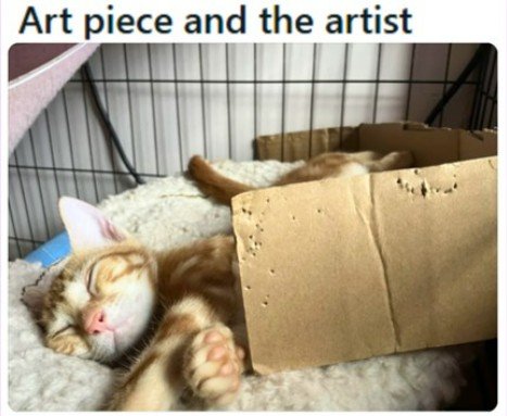 Cat, Kitten, Box. Text: Art piece and the artist