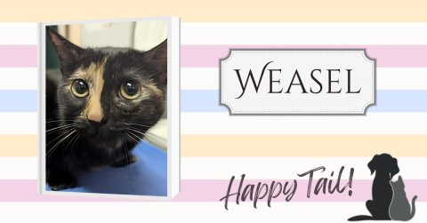 Cat, Pet, Kitten. Text: WEASEL Happy Tail!