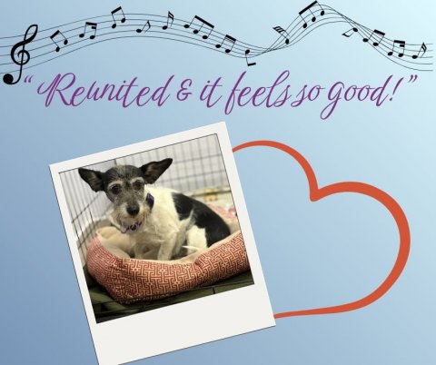 Greeting Card, Mail, Dog.