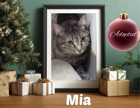 Cat, Pet, Tree. Text: Adopted Mia