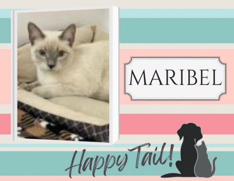 Cat, Mammal, Pet. Text: MARIBEL Happy Tail!