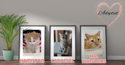 Plant, Potted Plant, Greeting Card. Text: Adopted MR. HAMILTON CARAMEL WHISKERS