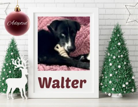 Christmas Decorations, Greeting Card, Christmas Tree. Text: Adopted Walter
