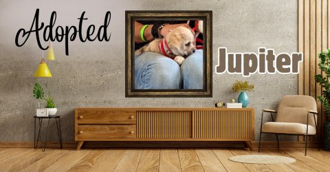Interior Design, Living Room, Couch. Text: Adopted Jupiter