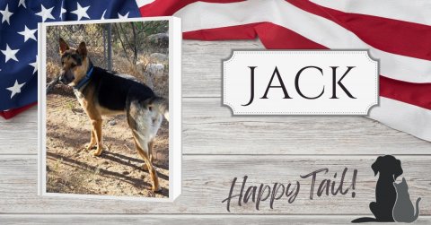 Canine, Dog, Pet. Text: JACK Happy Tail!