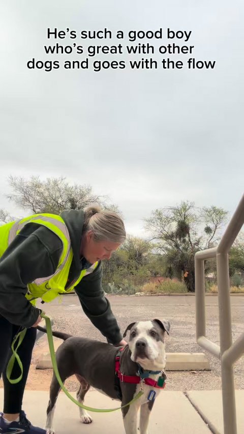 Adult, Person, Woman. Text: He's such a good boy who's great with other dogs and goes with the flow