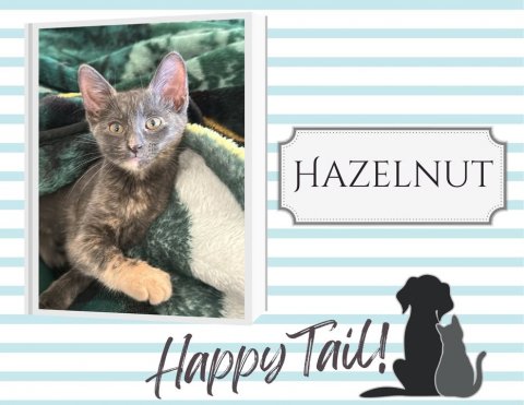 Cat, Pet, Kitten. Text: HAZELNUT Happy Tail!