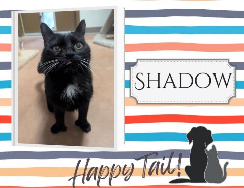 Cat, Mammal, Pet. Text: SHADOW Happy Tail!