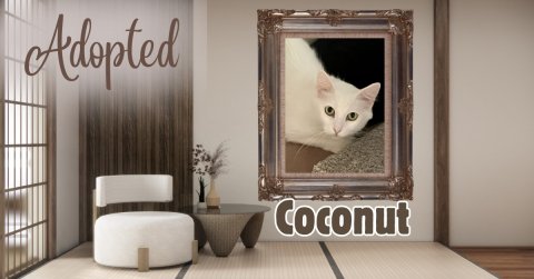 Furniture, Rat, Cat. Text: Adopted Coconut