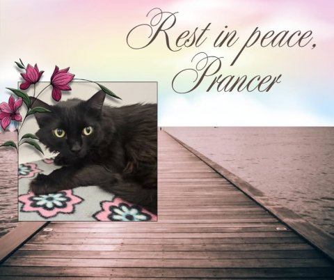 Waterfront, Cat, Pier. Text: Rest in peace, Prancer