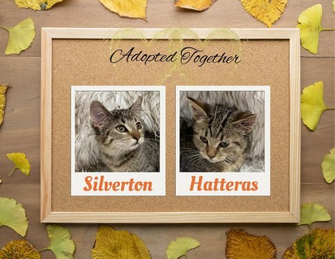 Cat, Greeting Card, Photo Frame. Text: Adopted Together Hatteras Silverton