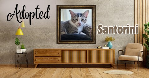 Interior Design, Living Room, Wood. Text: Adopted Santorini