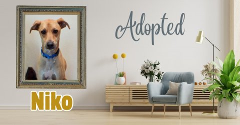 Potted Plant, Jar, Painting. Text: Adopted Niko