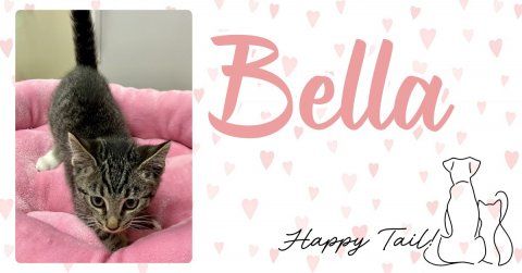 Cat, Kitten, Greeting Card. Text: Bella