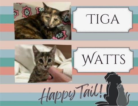 Cat, Kitten, Pet. Text: TIGA WATTS Happy Tail!