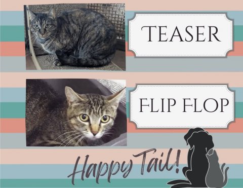 Cat, Mammal, Pet. Text: TEASER FLIP FLOP Happy Tail!