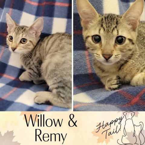 Abyssinian, Cat, Pet. Text: Willow &amp; Remy Happy Tail!