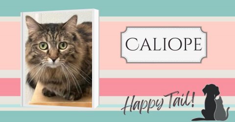 Cat, Pet, Kitten. Text: CALIOPE Happy Tail!