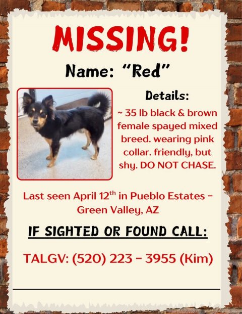 Advertisement, Poster, Dog. Text: MISSING! Name: "Red" Details: ~35 lb black &amp; brown female spayed mixed breed. wearing pink collar. friendly, but shy. DO NOT CHASE. Last seen April 12th in Pueblo Estates- Green Valley, AZ IF SIGHTED OR FOUND CALL: TALGV: (520) 223-3955 (Kim)