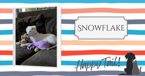 Canine, Dog, Pet. Text: SNOWFLAKE Happy Tail!