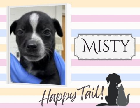 Canine, Dog, Boston Bull. Text: MISTY Happy Tail!