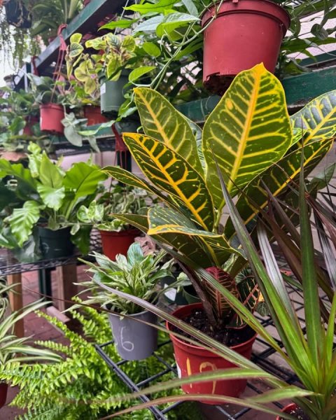 Potted Plant, Leaf, Pot.