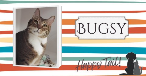 Cat, Pet, Text. Text: BUGSY Happy Tail!
