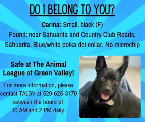 Advertisement, Poster, Dog. Text: Carina: Small, black (F) Found: near Sahuarita and Country Club Roads, Sahuarita. Blue/white polka dot collar. No microchip Safe at The Animal League of Green Valley! For more information, please contact TALGV at 520-625-3170 between the hours of 10 AM and 2 PM daily.