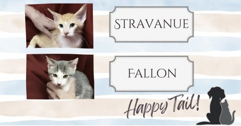 Cat, Kitten, Pet. Text: STRAVANUE FALLON Happy Tail!