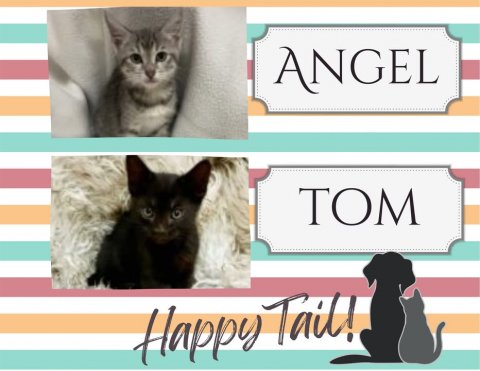 Cat, Pet, Kitten. Text: ANGEL Happy Tail!