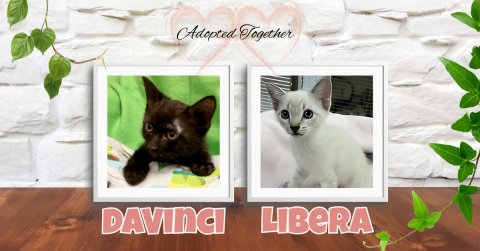 Cat, Pet, Kitten. Text: Adopted Together