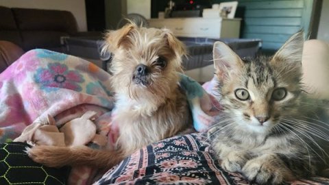 Couch, Cushion, Kitten.