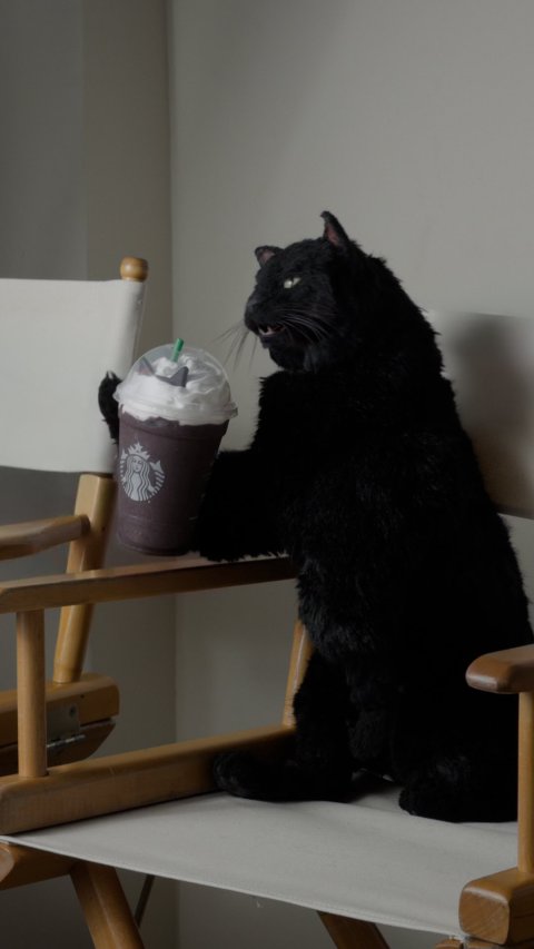 Furniture, Disposable Cup, Cat.