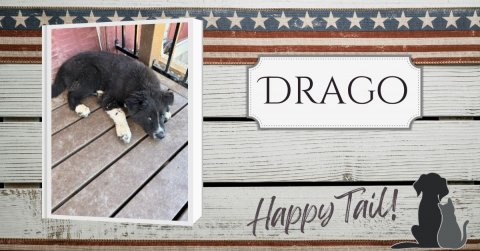 Canine, Dog, Husky. Text: DRAGO Happy Tail!