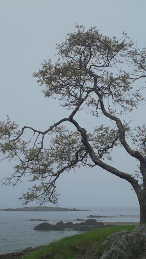 Tree, Tree Trunk, Oak.