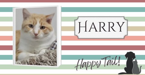 Cat, Kitten, Greeting Card. Text: HARRY Happy Tail!