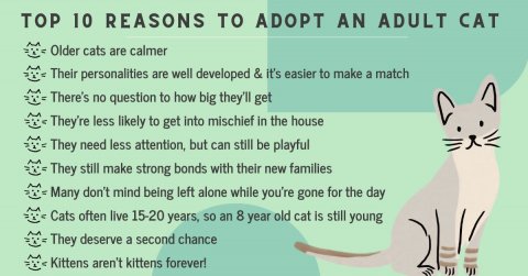 Advertisement, Poster, Cat. Text: TOP 10 REASONS TO ADOPT AN ADULT CAT Older cats are calmer Their personalities are well developed &amp; it's easier to make a match There's no question to how big they'll get They're less likely to get into mischief in the house They need less attention, but can still be playful They still make strong bonds with their new families Many don't mind being left alone while you're gone for the day Cats often live 15-20 years, so an 8 year old cat is still young They deserve a second chance Kittens aren't kittens forever!
