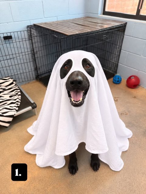 Den, Indoors, Dog. Text: 1.