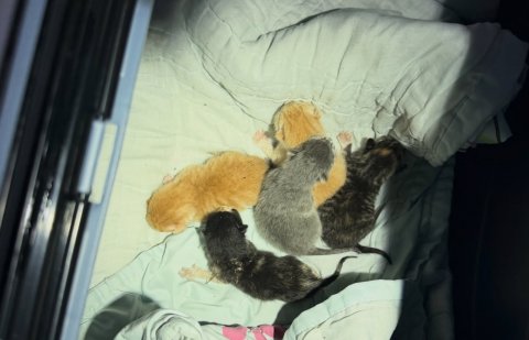 Sleeping, Kitten, Furniture.