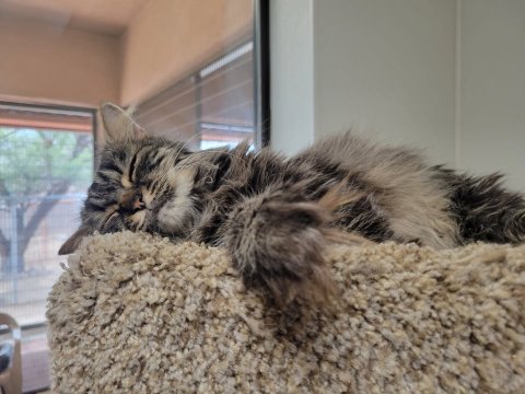Cat, Kitten, Couch.