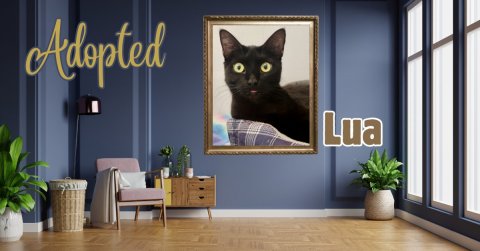 Plant, Potted Plant, Interior Design. Text: Adopted Lua